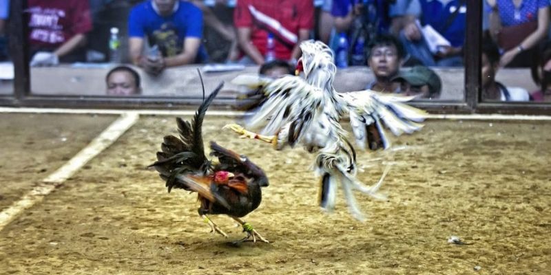 vnz66 ﻿đăng nhập lô đề uy tín